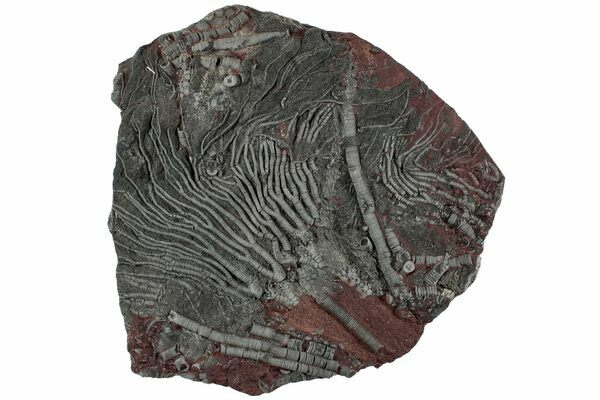 A fossil Scyphocrinites crinoid from Morocco